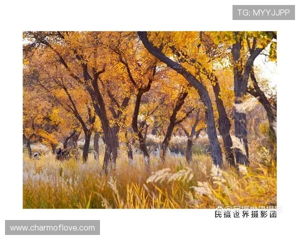 飒爽女侠挥舞三节棍尽展中华武术风姿演绎力量与美的交响之盛典华 飒爽女侠挥舞三节棍尽展中华武术风姿演绎力量与美的交响之盛典华